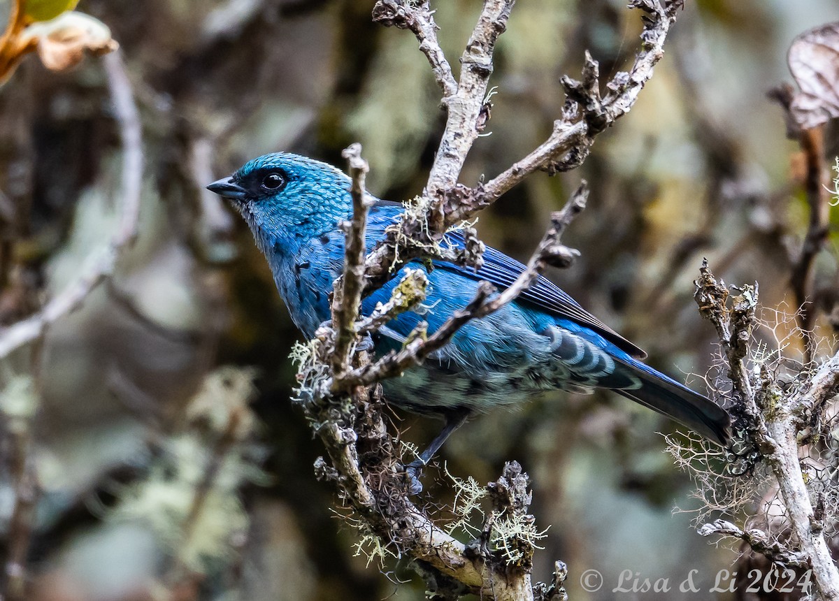 Blue-and-black Tanager - ML624100598