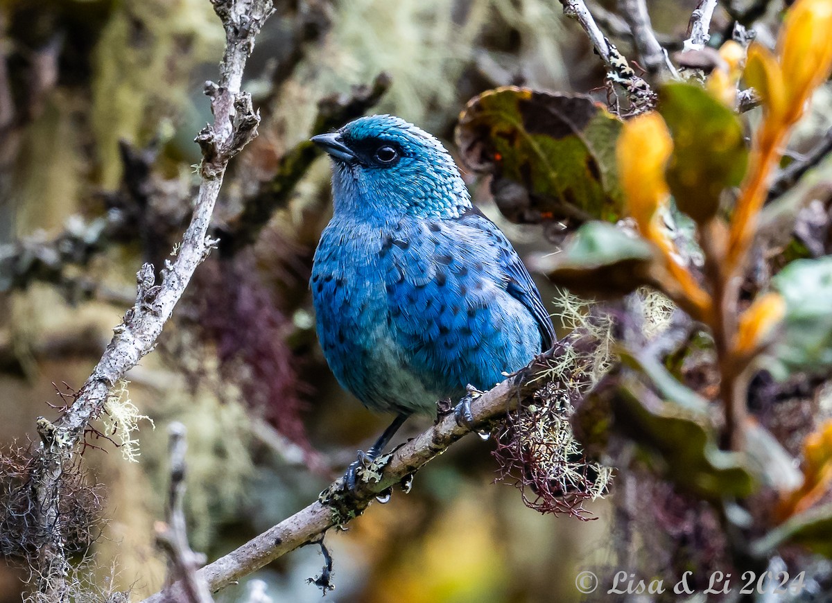 Blue-and-black Tanager - ML624100599