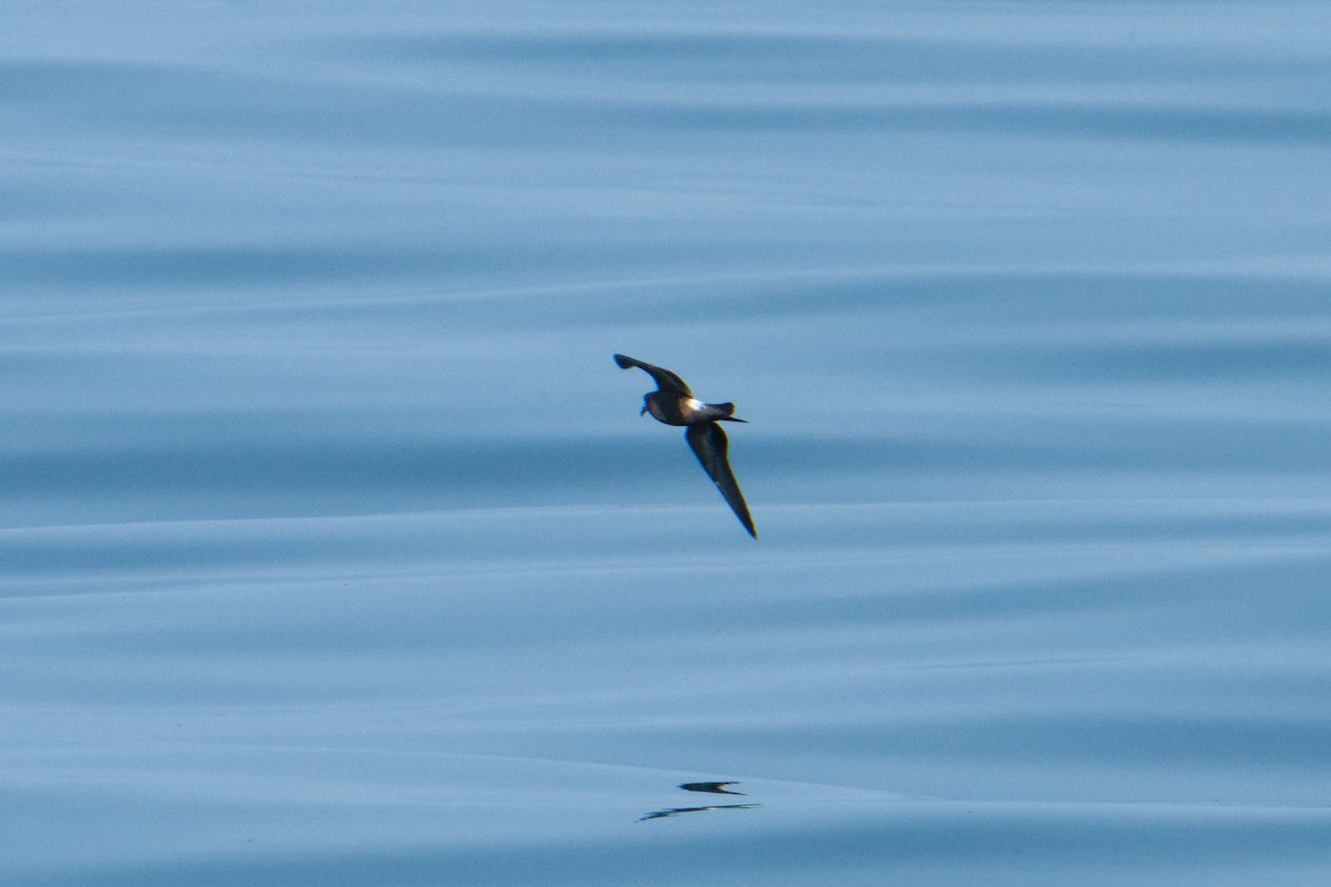 Leach's Storm-Petrel - ML624100623