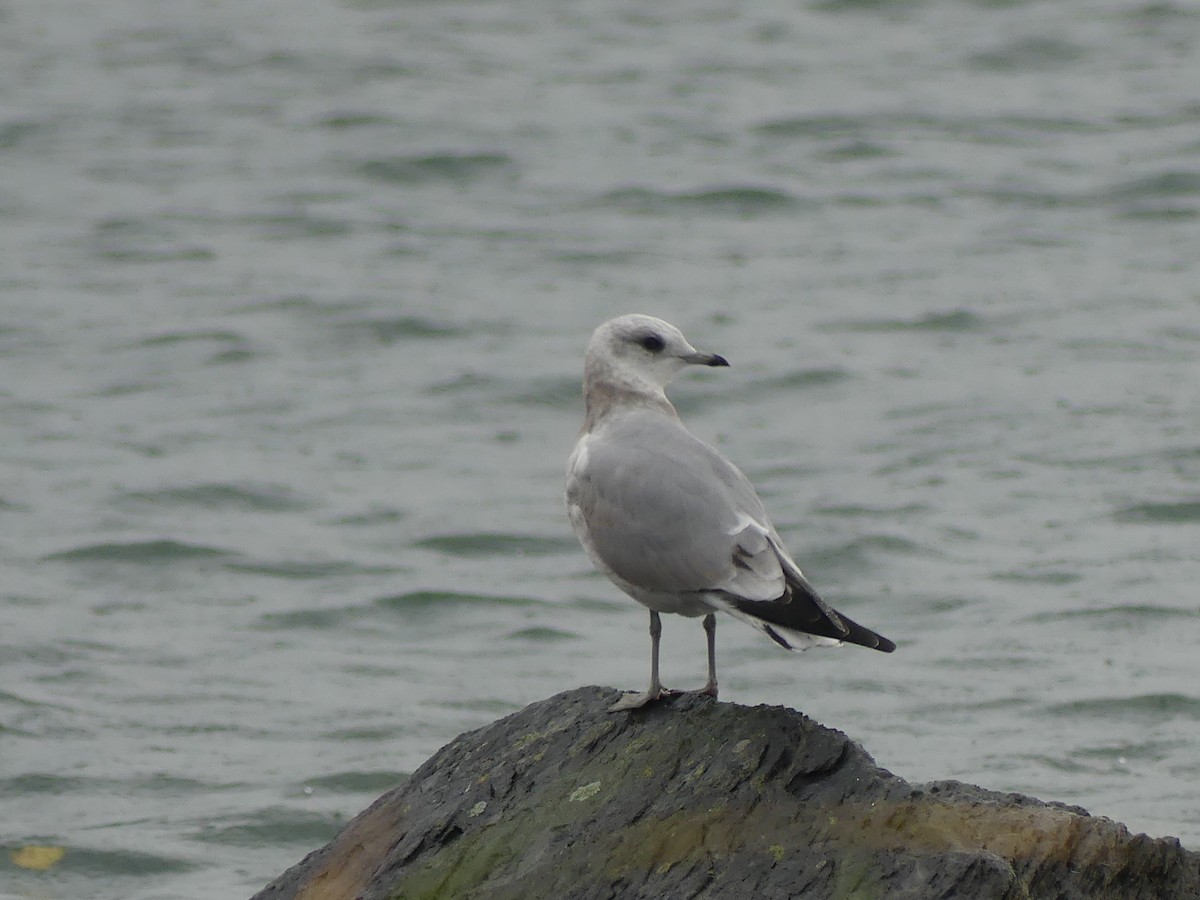 Short-billed Gull - ML624100633