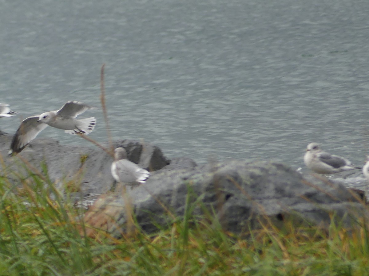 Short-billed Gull - ML624100634