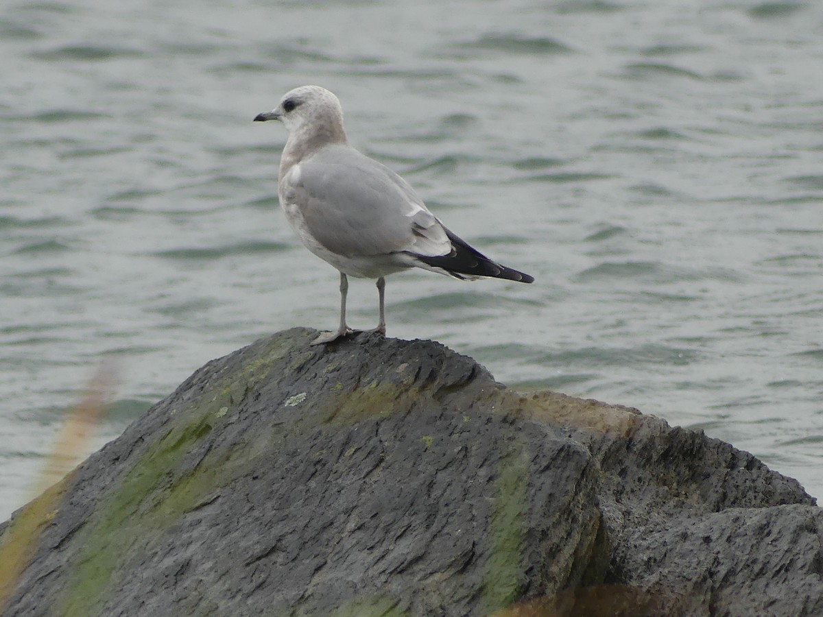 Short-billed Gull - ML624100635