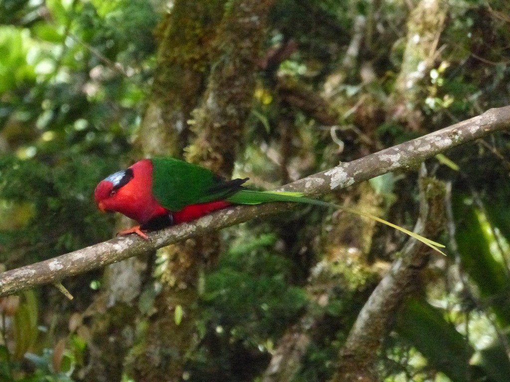 Stella's Lorikeet - ML624100663