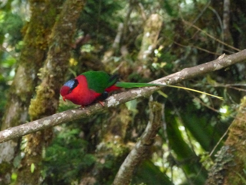 Stella's Lorikeet - ML624100665