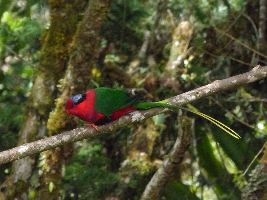 Stella's Lorikeet - ML624100668