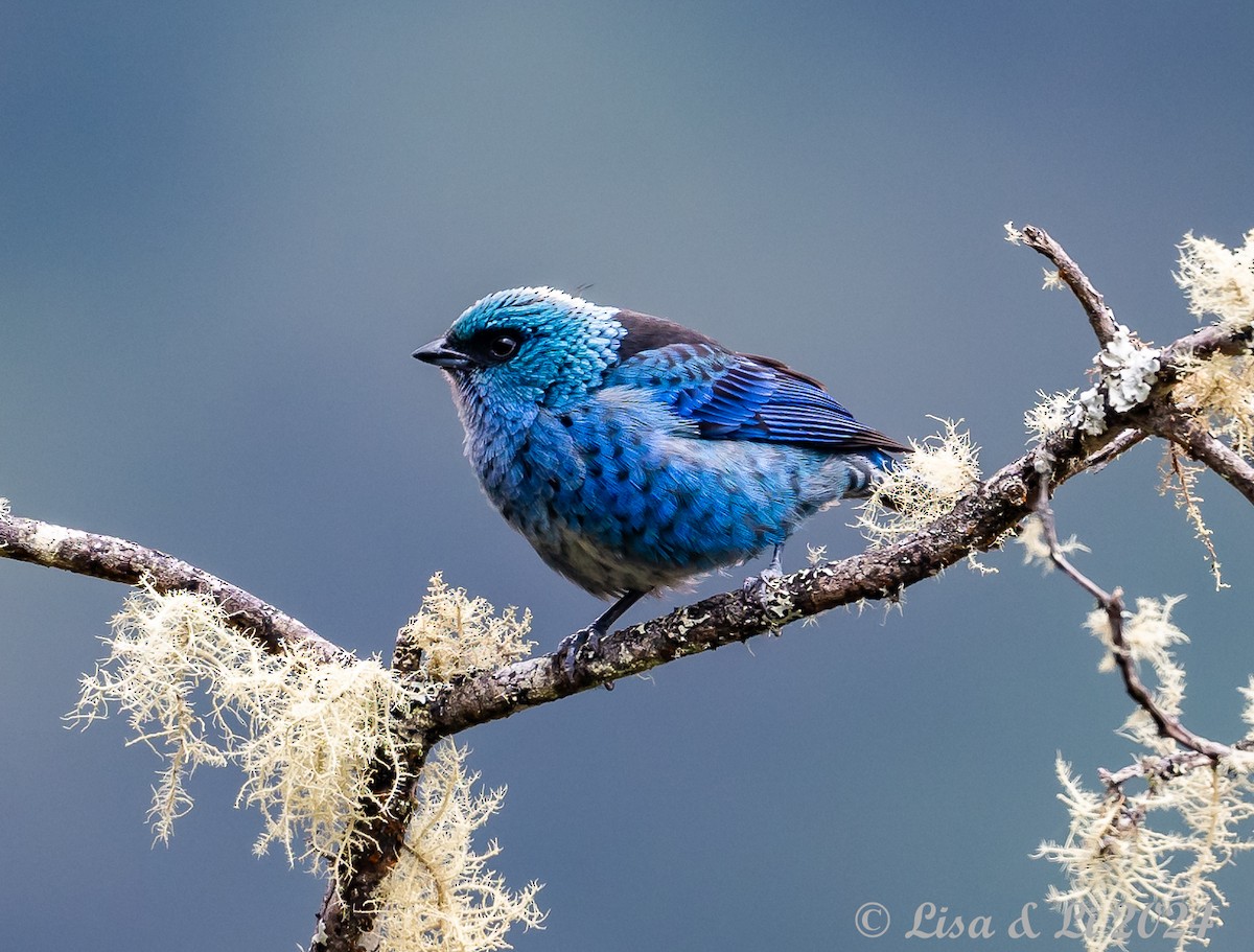 Blue-and-black Tanager - ML624100671