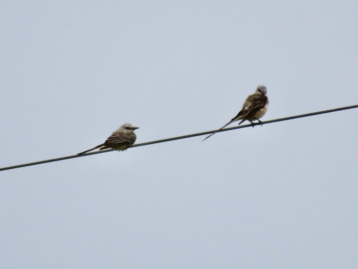 Scissor-tailed Flycatcher - ML624100720