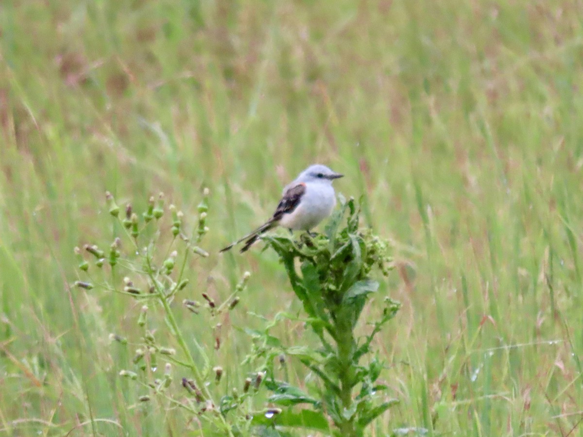 Scissor-tailed Flycatcher - ML624100721