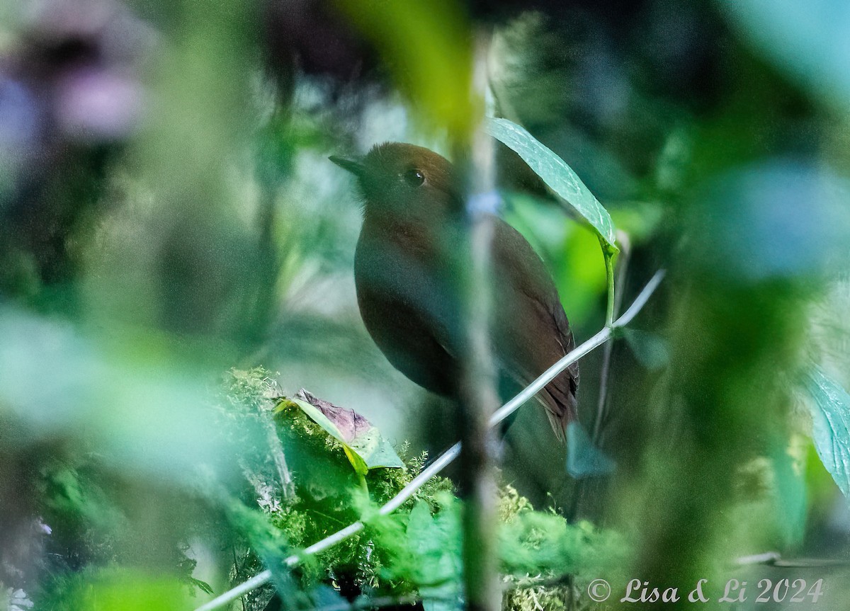 Oxapampa Antpitta - ML624100725