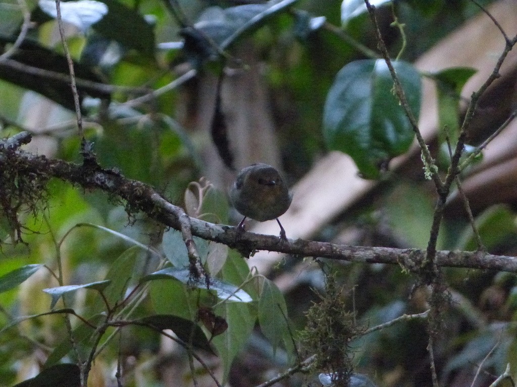 Papuan Scrubwren - Jenny Bowman