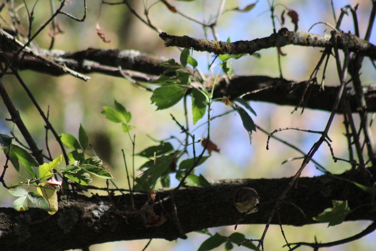 Yellow-rumped Warbler - ML624100756