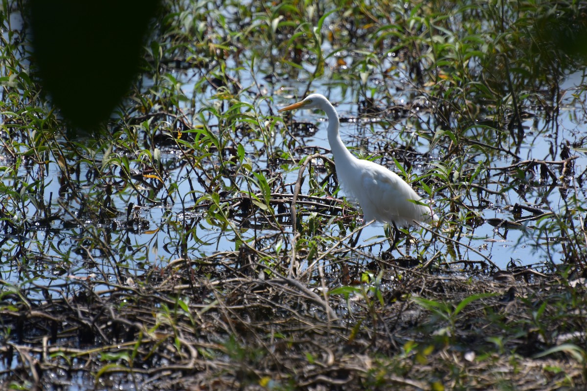 Plumed Egret - ML624100758