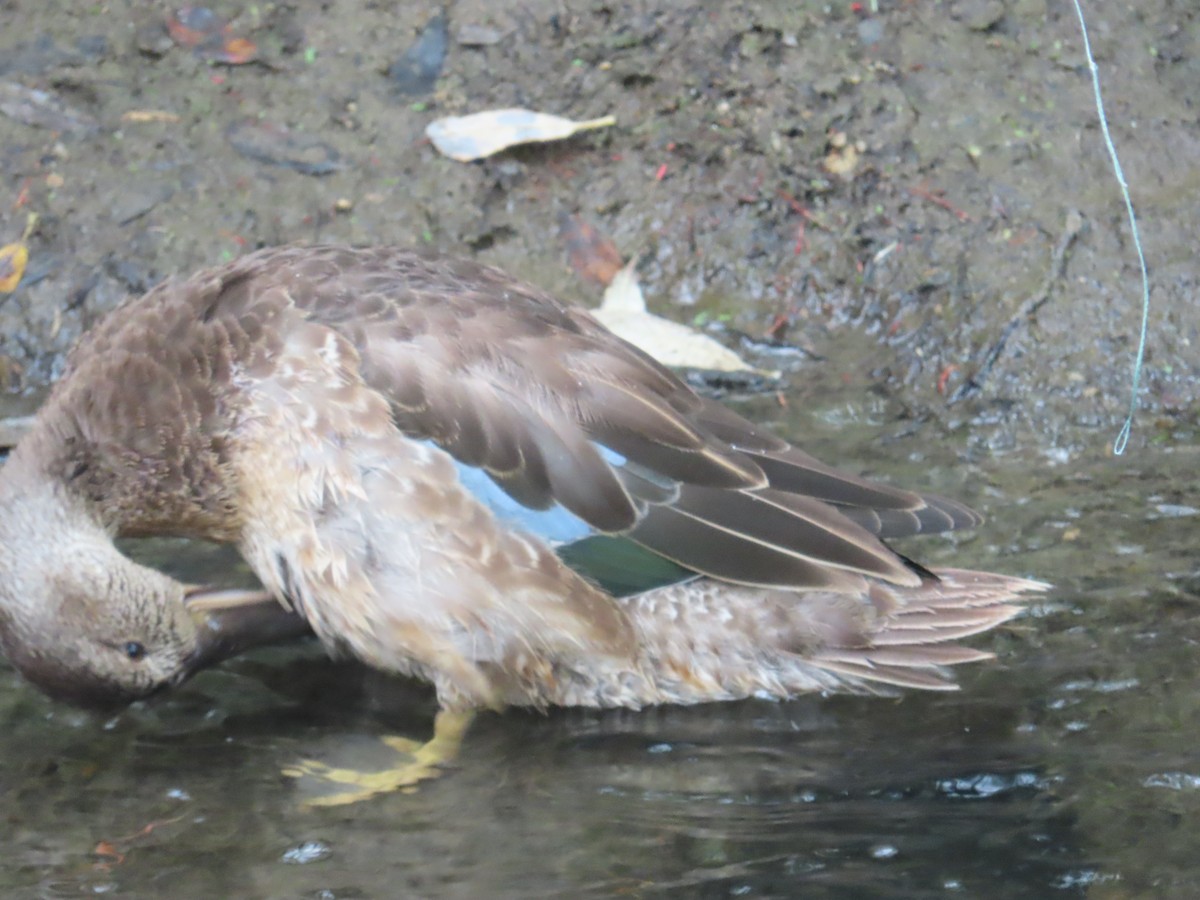 Blue-winged Teal - ML624100761