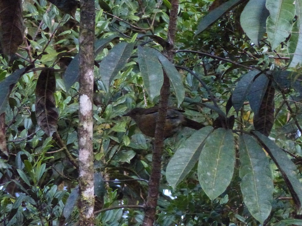 Crested Satinbird (Red) - ML624100767