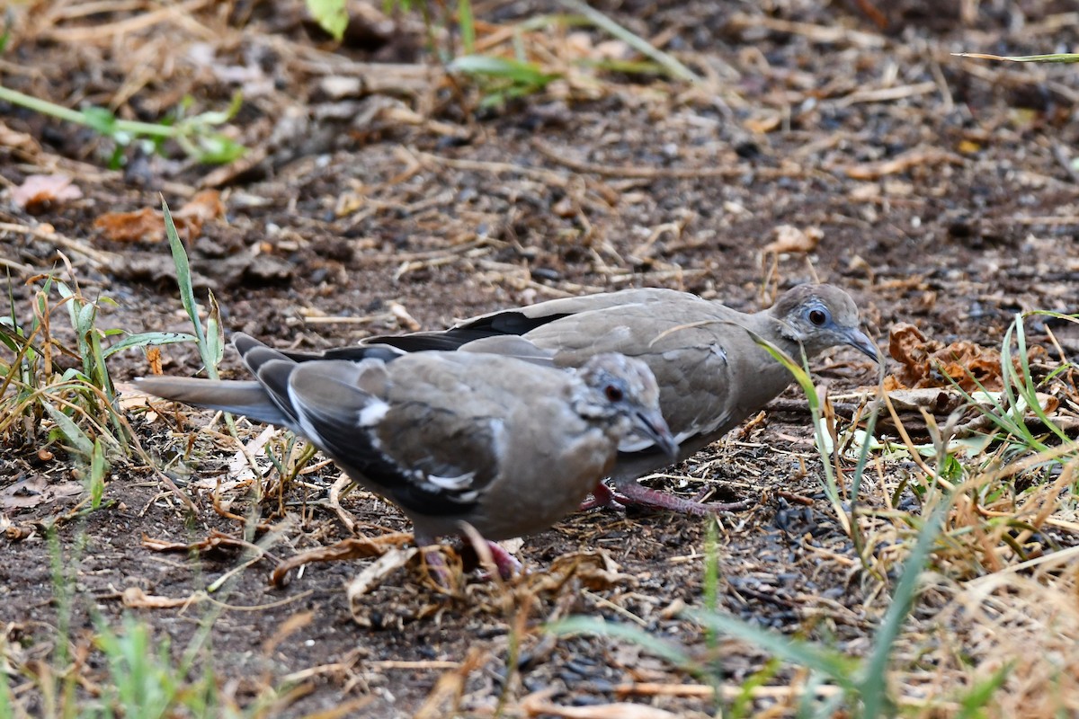 White-winged Dove - ML624100788