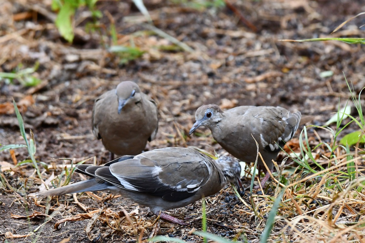 White-winged Dove - ML624100789