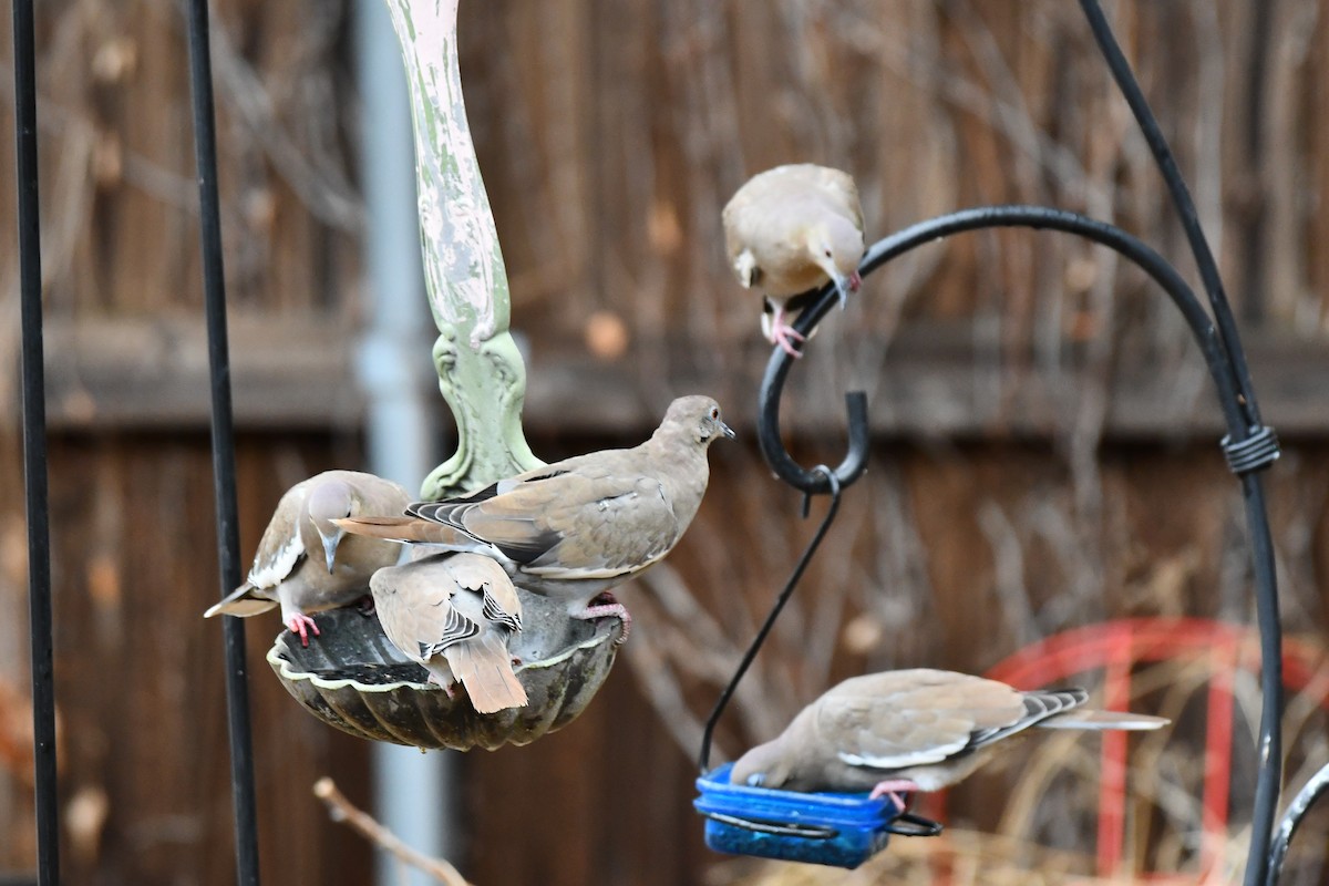 White-winged Dove - ML624100790