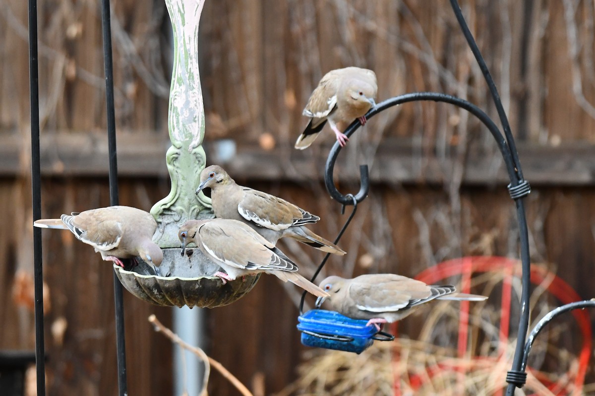 White-winged Dove - ML624100791