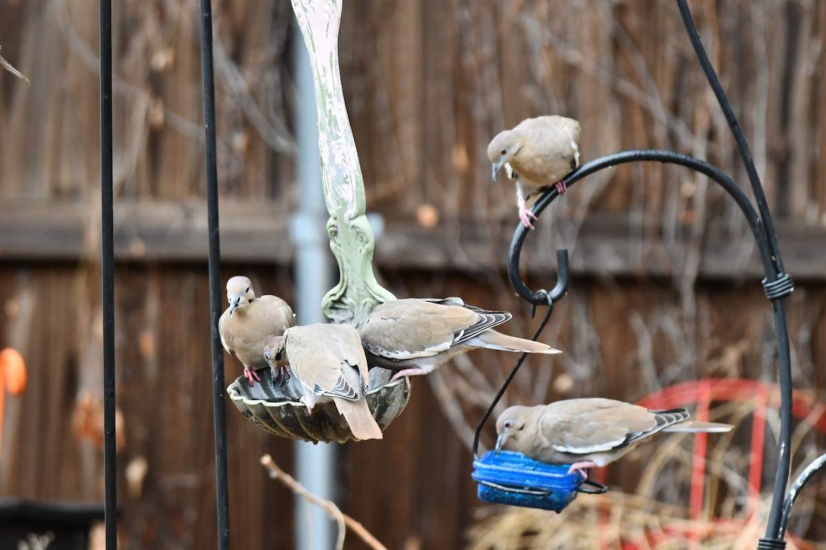 White-winged Dove - ML624100792