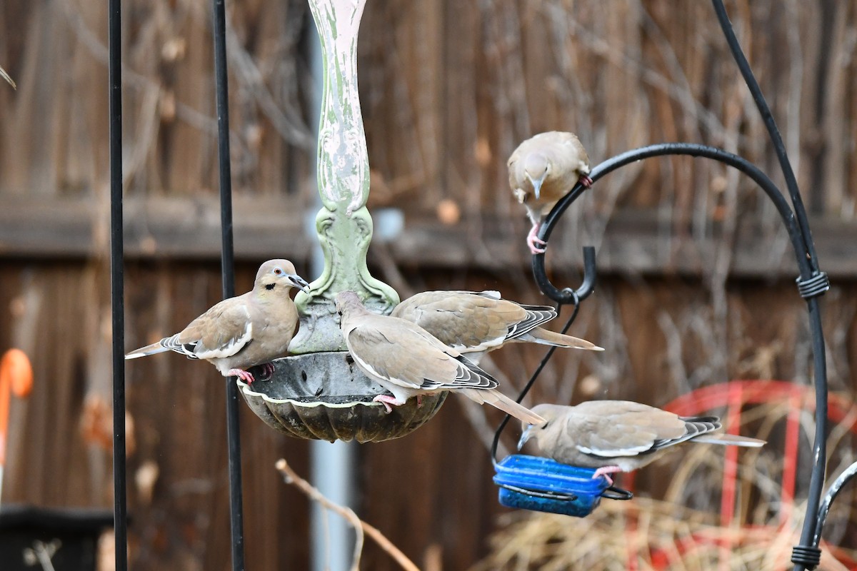 White-winged Dove - ML624100793