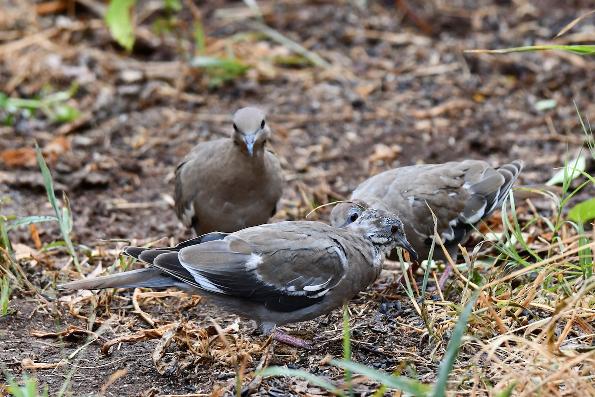 White-winged Dove - ML624100794