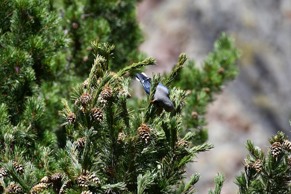 Clark's Nutcracker - ML624100799