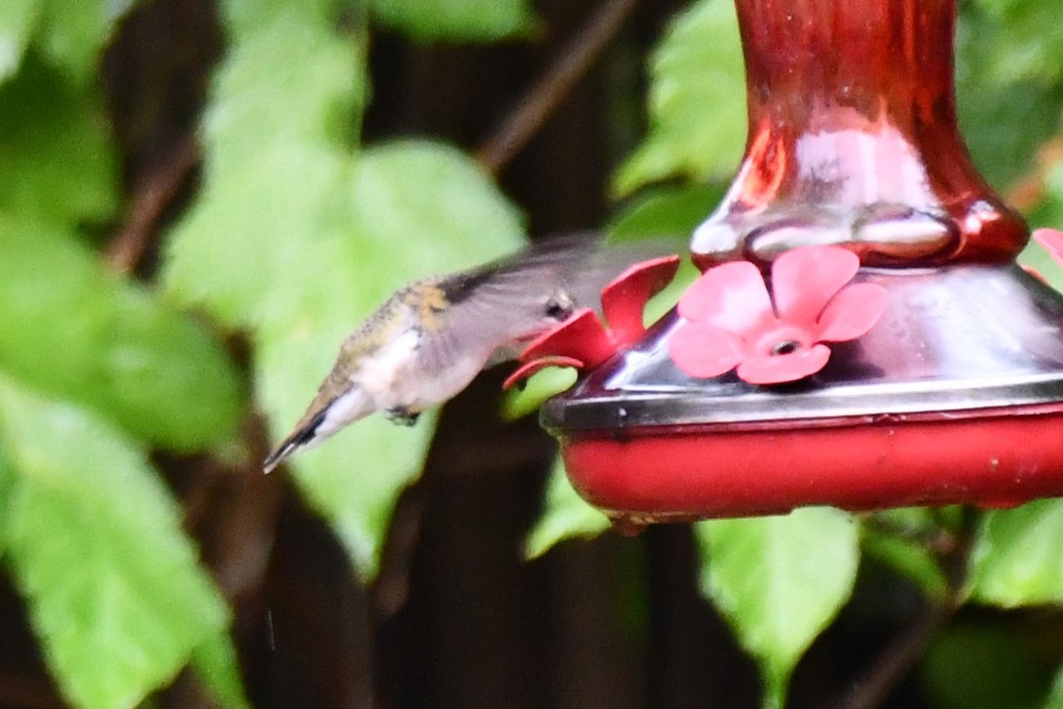 Black-chinned Hummingbird - ML624100815