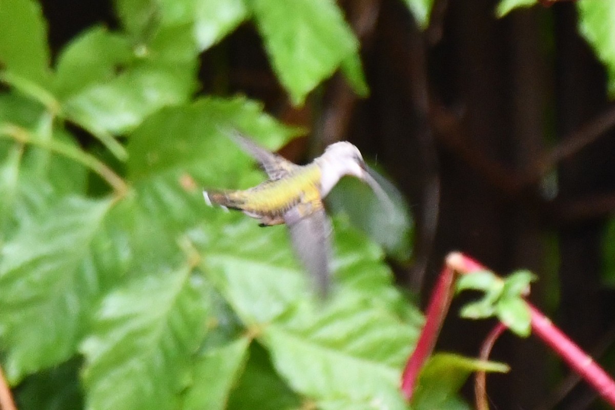 Black-chinned Hummingbird - ML624100816