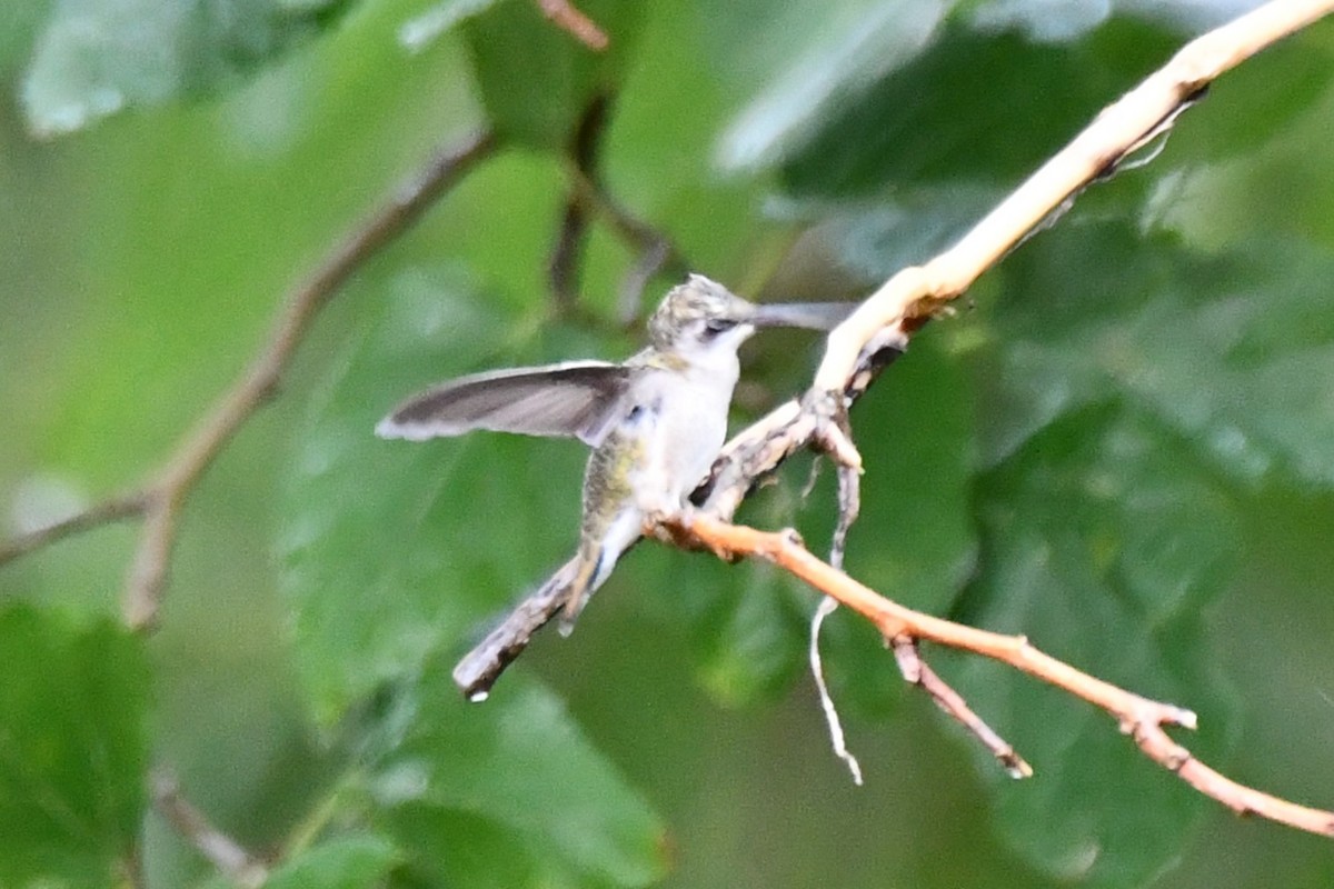 Black-chinned Hummingbird - ML624100817