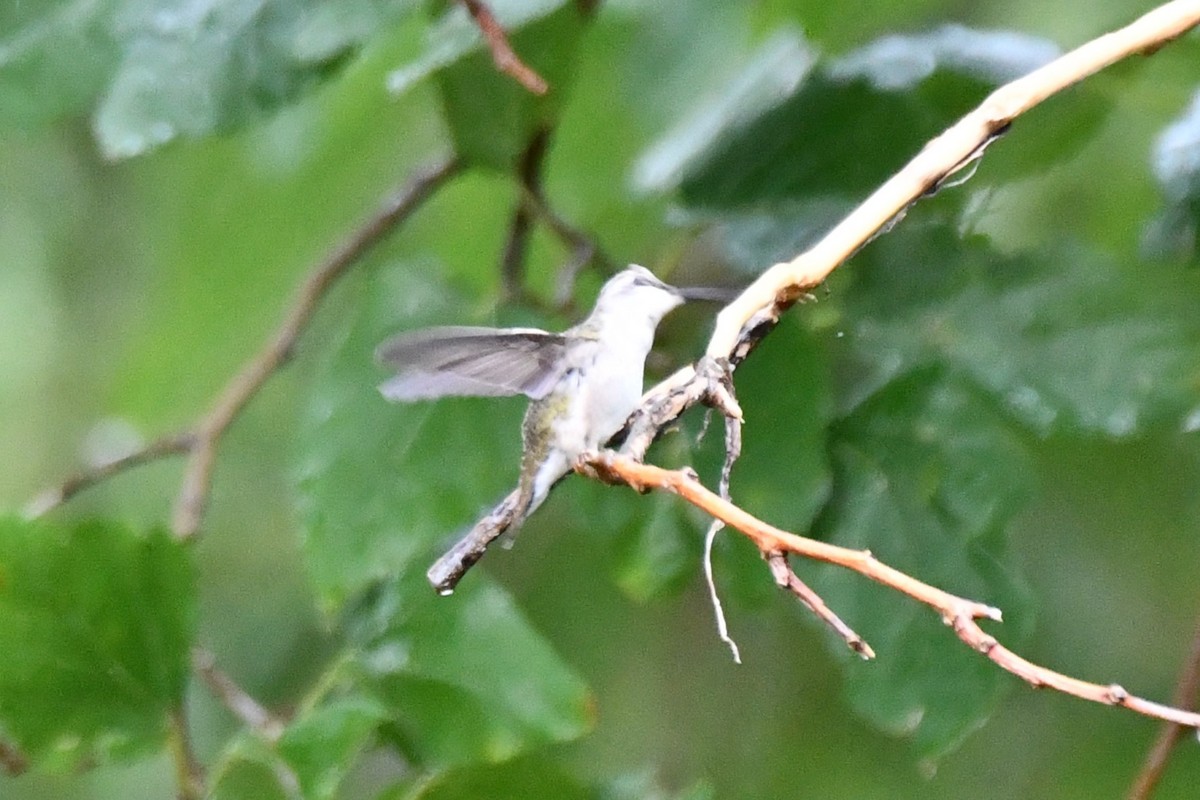 Black-chinned Hummingbird - ML624100818