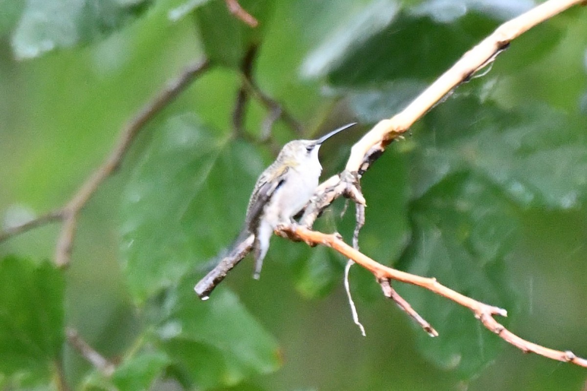 Black-chinned Hummingbird - ML624100819