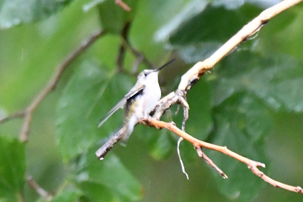 Black-chinned Hummingbird - ML624100820