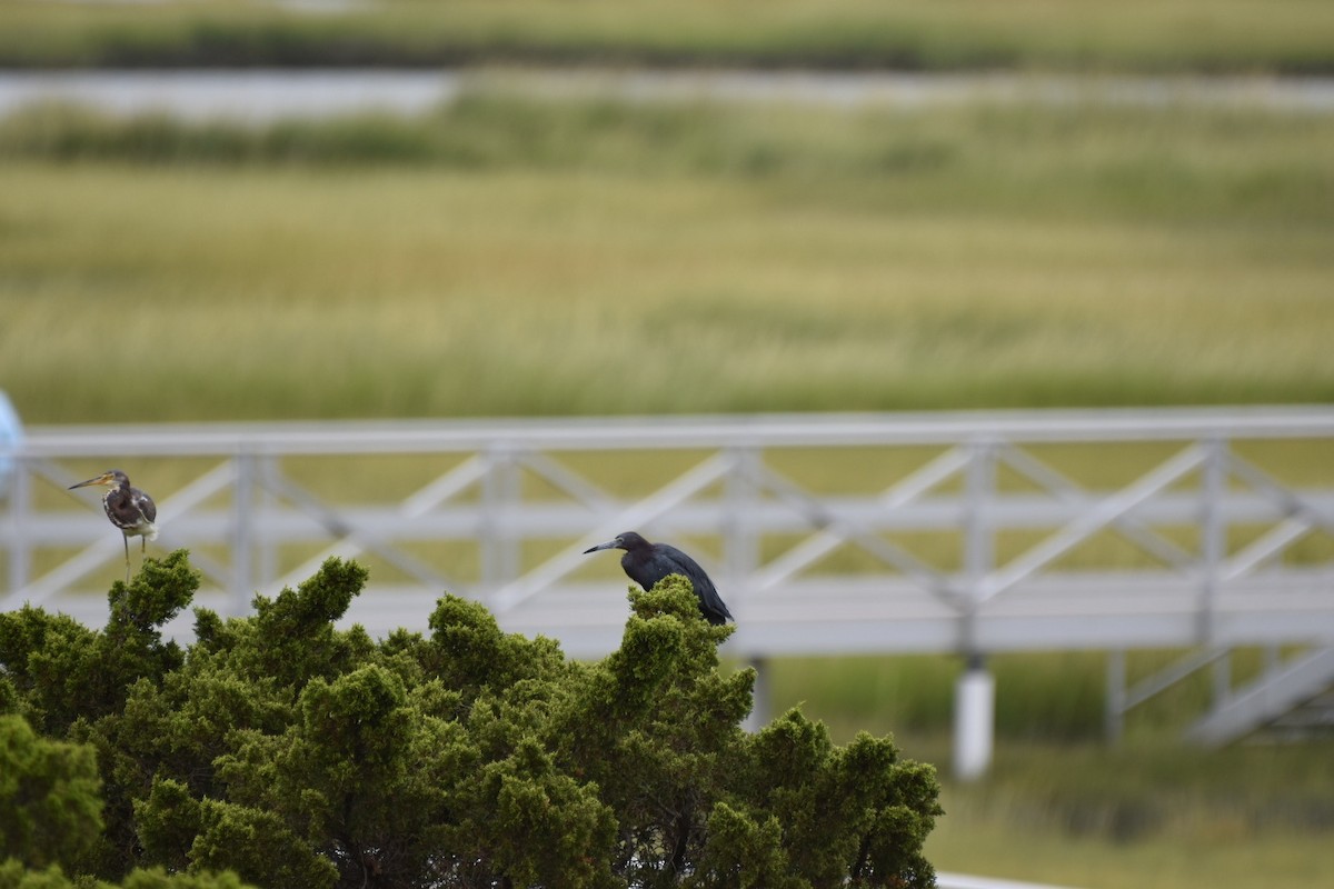 Tricolored Heron - ML624100829