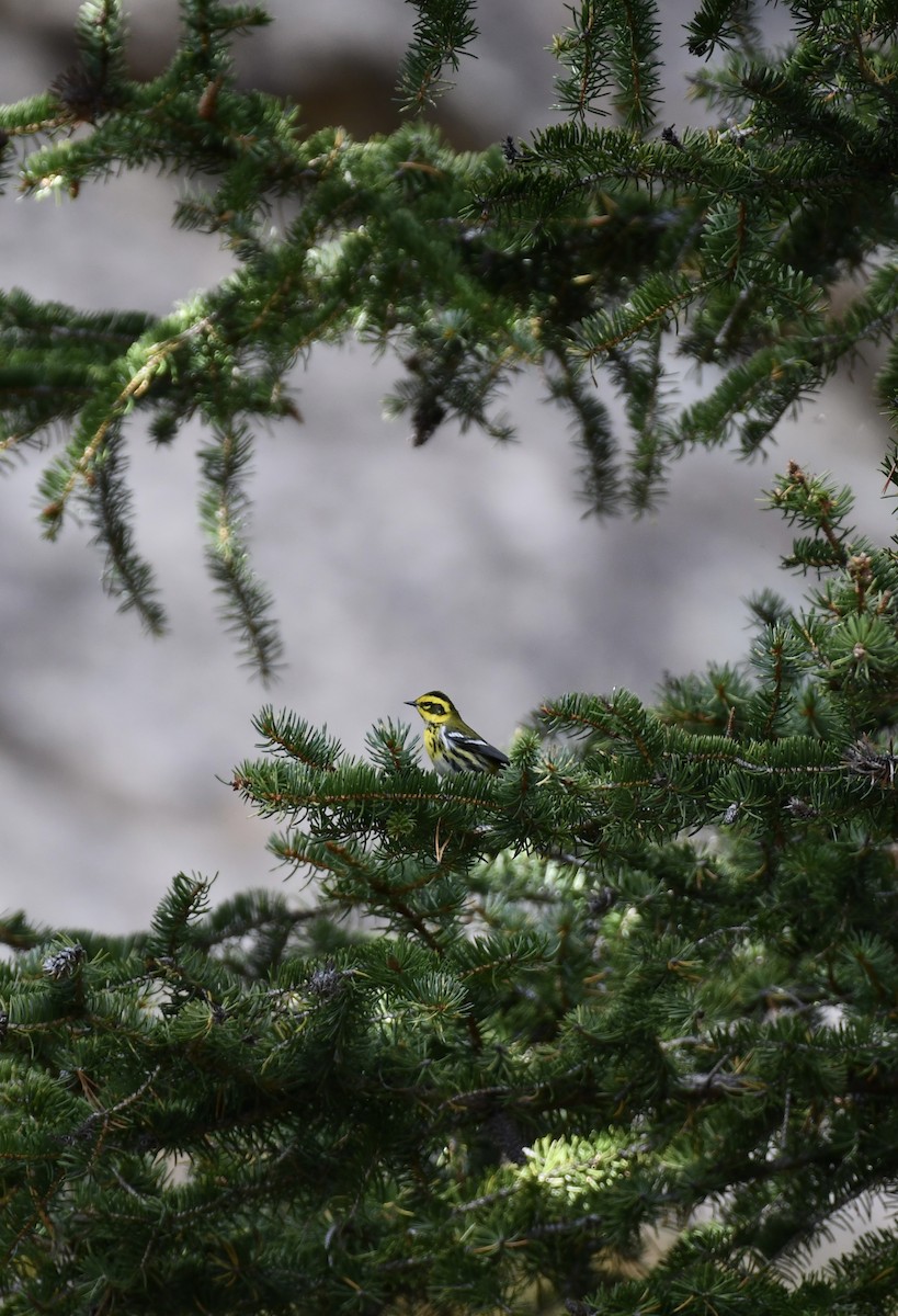 Townsend's Warbler - ML624100831