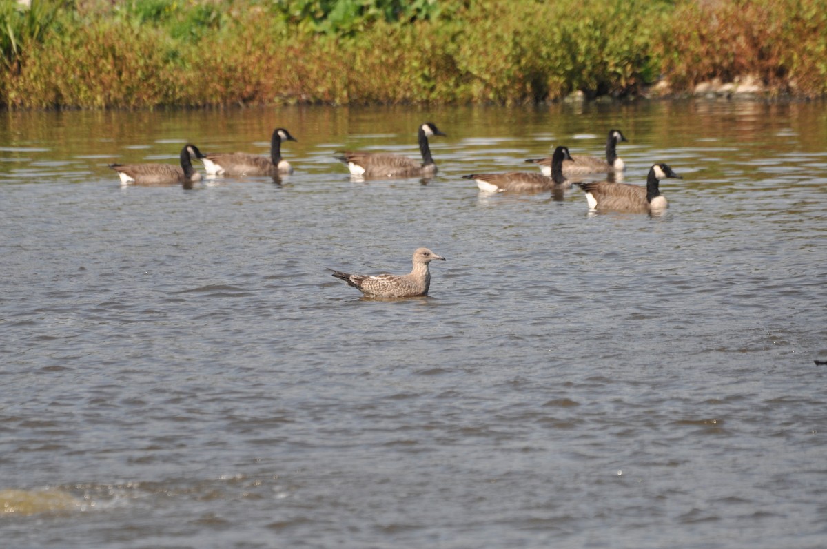 American Herring Gull - ML624100846