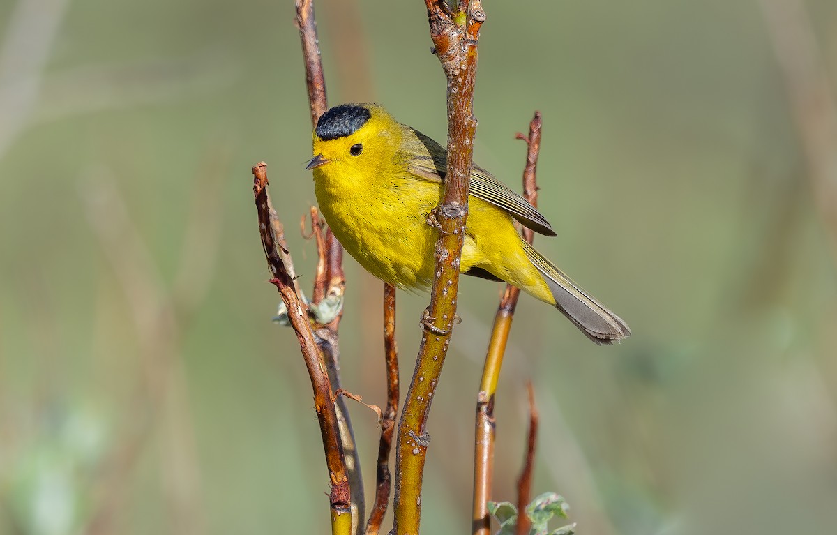 Wilson's Warbler - ML624100878