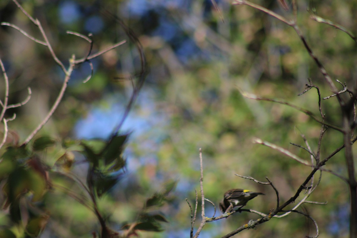 Yellow-rumped Warbler - Dan Mackesy