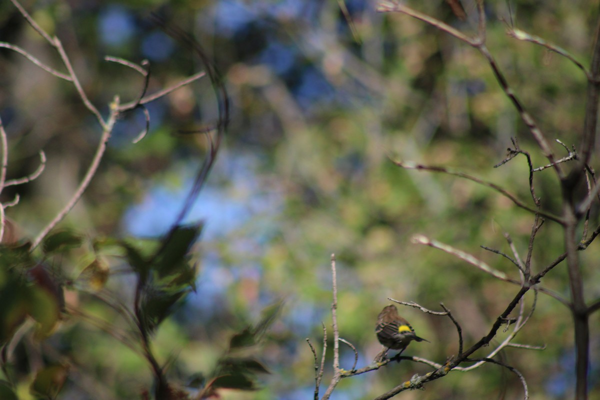 Yellow-rumped Warbler - ML624100903