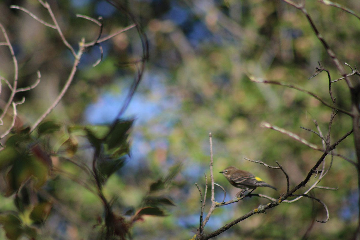 Yellow-rumped Warbler - ML624100904