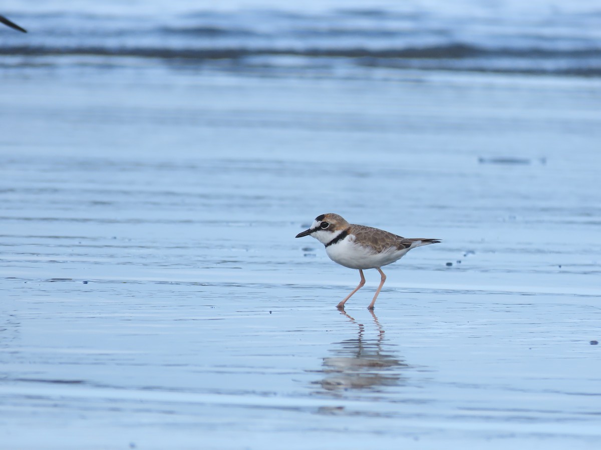 Collared Plover - Jesús Obando Chavarría