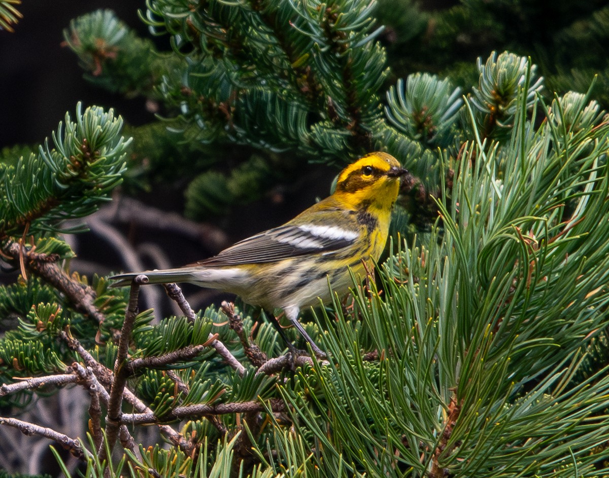 Townsend's Warbler - ML624100922