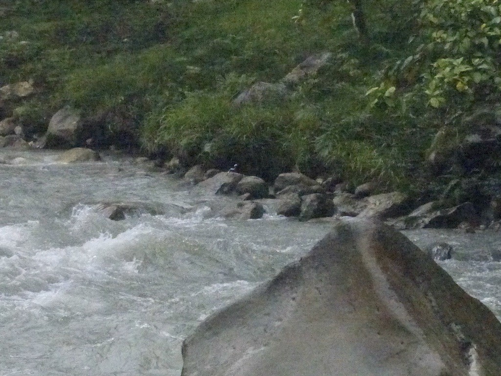 Torrent-lark - ML624100953