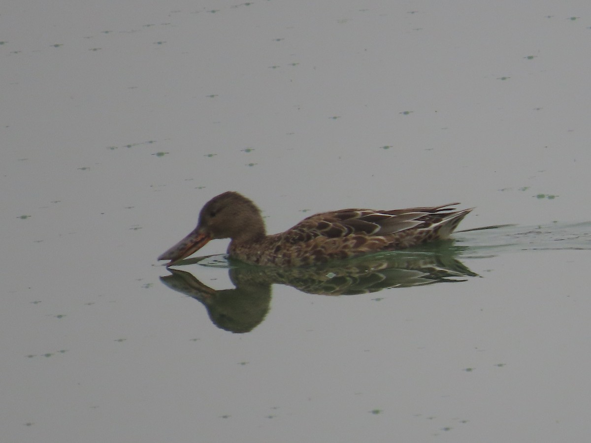 Northern Shoveler - ML624100957