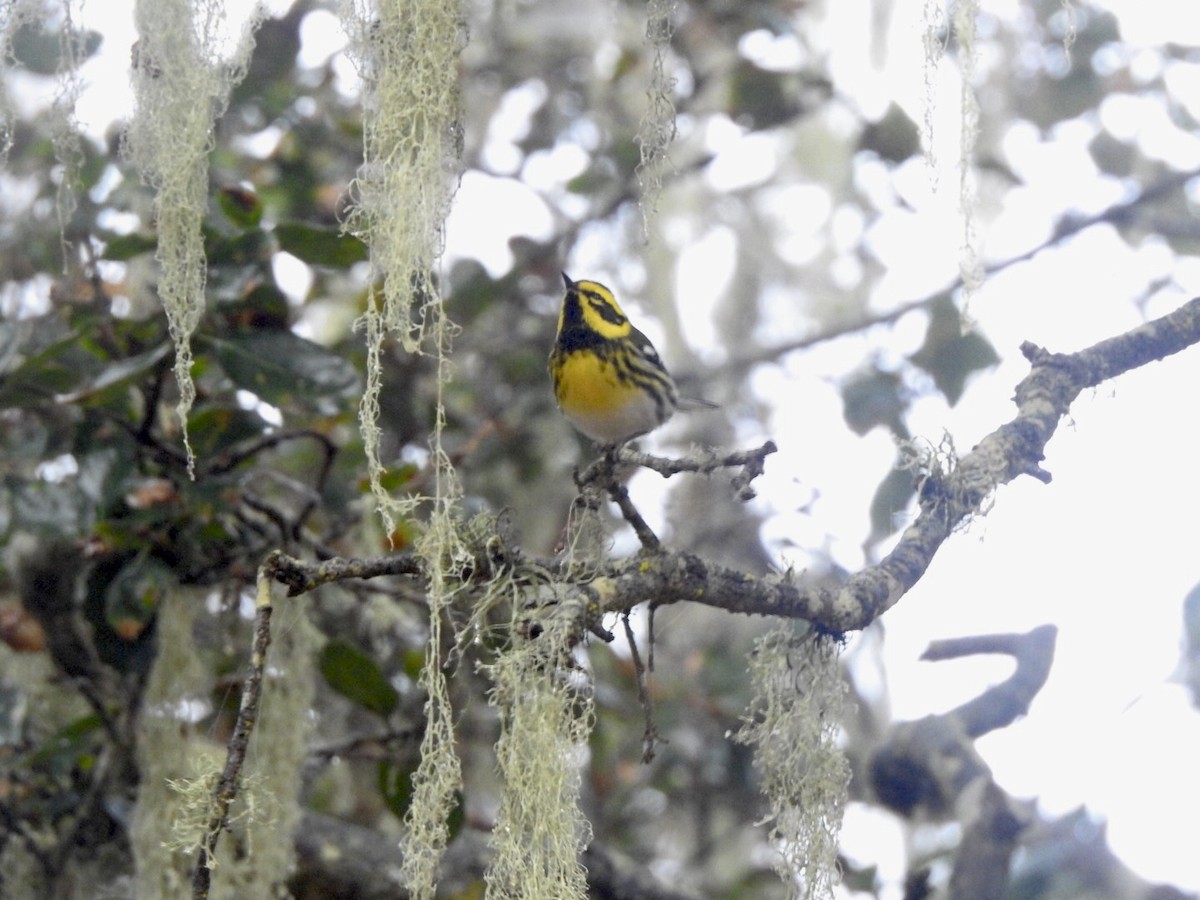 Townsend's Warbler - ML624100960