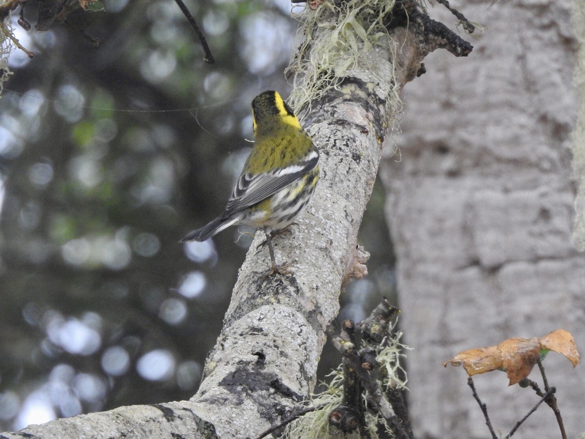 Townsend's Warbler - ML624100961