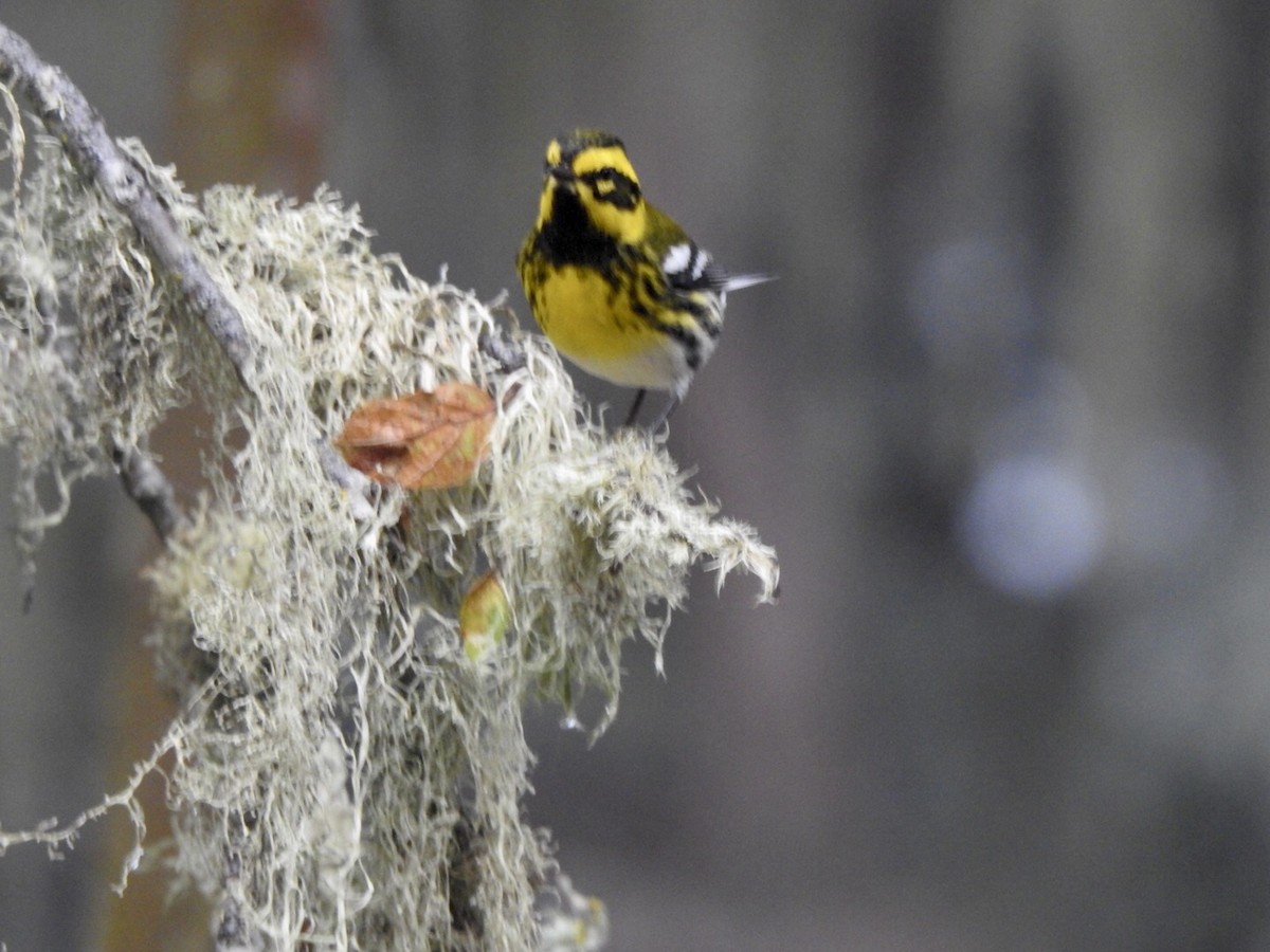 Townsend's Warbler - ML624100962