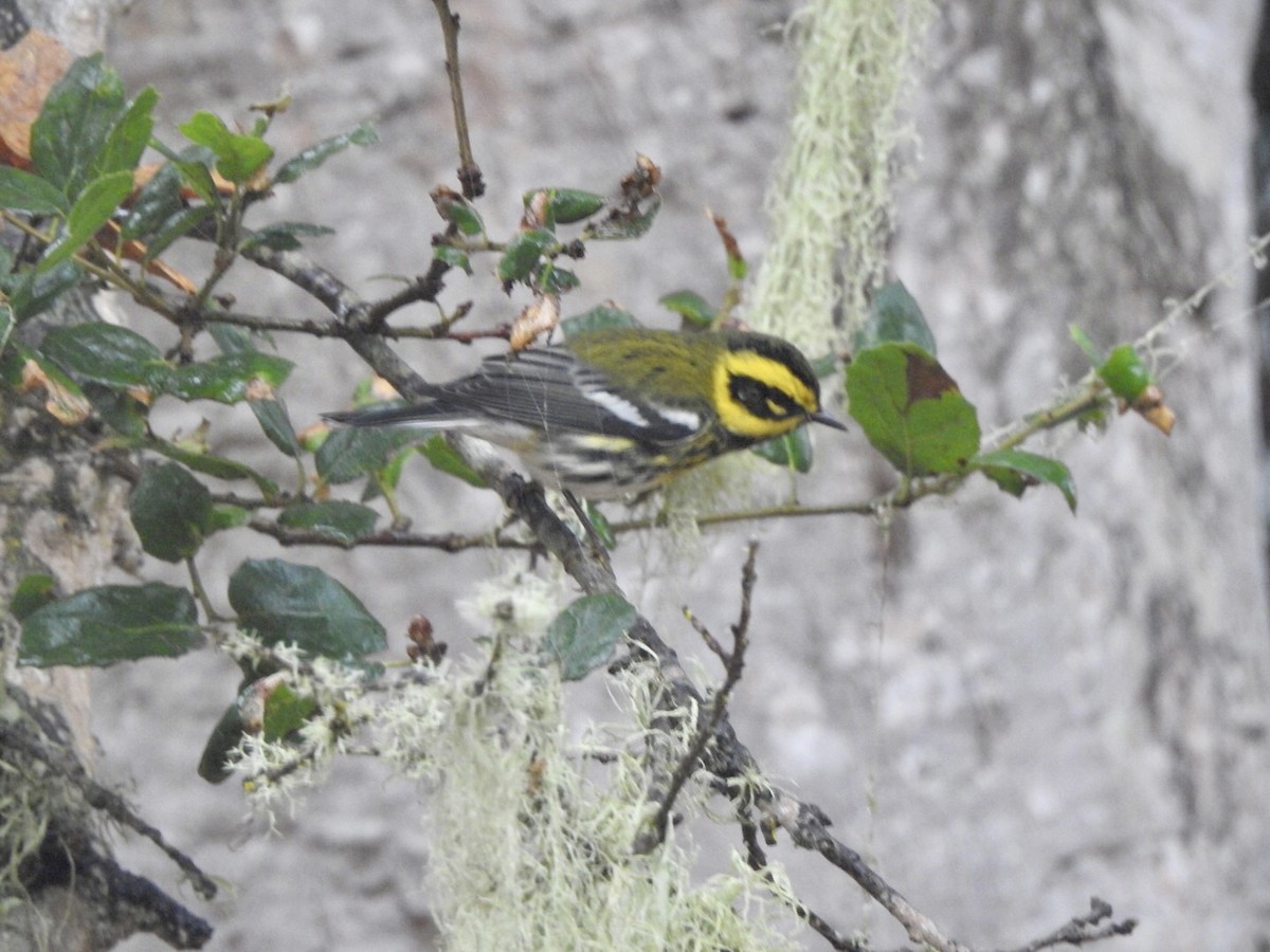 Townsend's Warbler - ML624100963