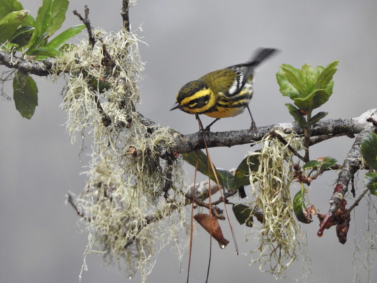 Townsend's Warbler - ML624100964