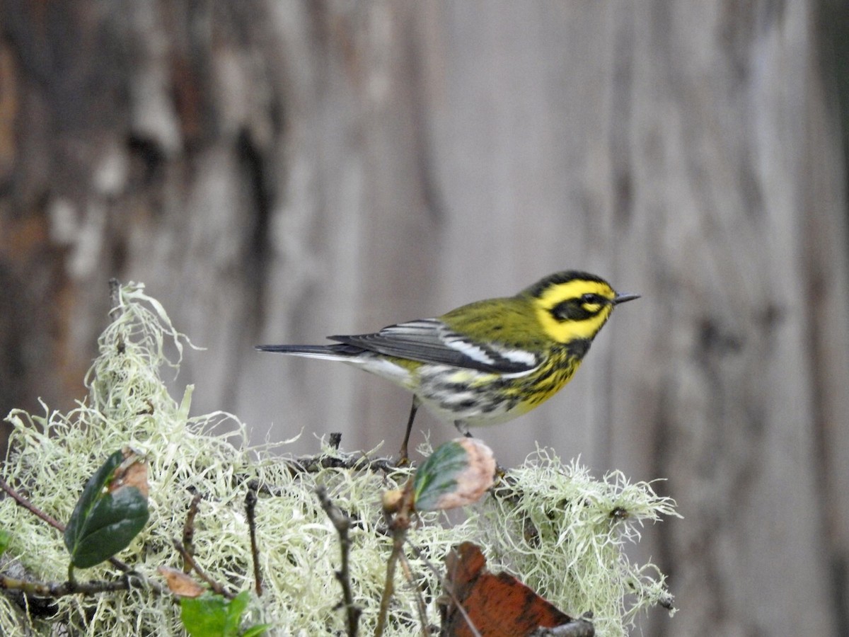 Townsend's Warbler - ML624100965