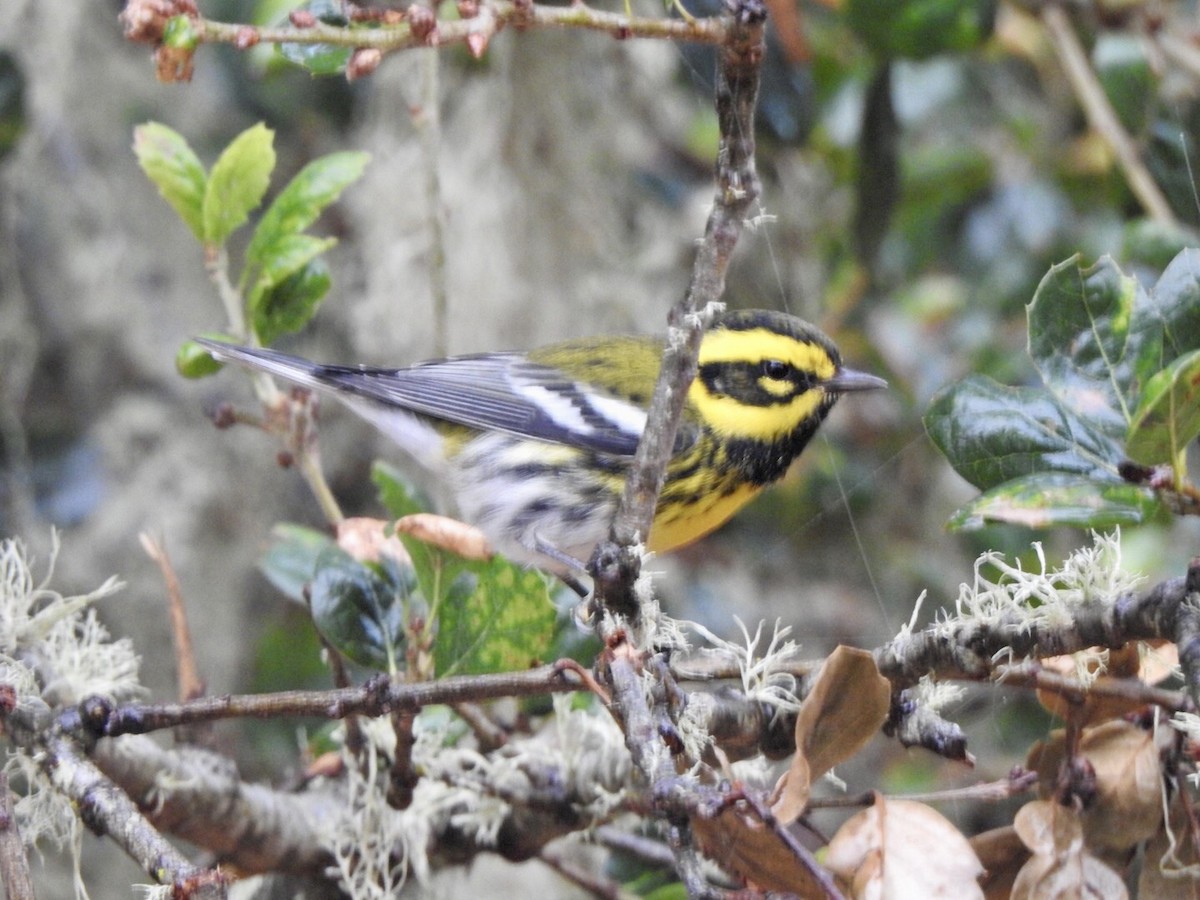 Townsend's Warbler - ML624100967